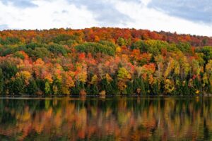 Fall trees in front of a lake. 